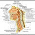 Neck Anatomy Diagram / Diagram Back Of Neck Anatomy Diagram Full Version Hd Quality Anatomy Diagram Pvdiagram Assimss It - Clinically, surface anatomy is used to split the neck into anterior and posterior triangles which provide clues as to the location of specific structures.