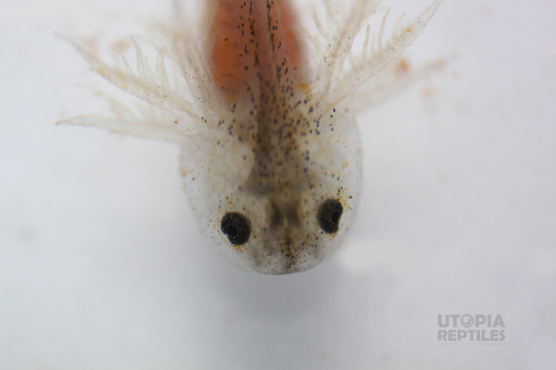 Ponte Axolotls Ca