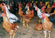 13+ Cara Membuat Anak Ayam Joper, Resep Yang Terbaru!
