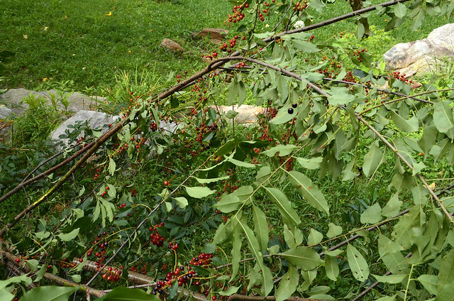 cherries