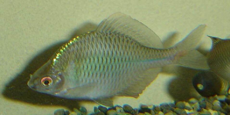 タイリクバラタナゴの産卵 孵化 飼育記