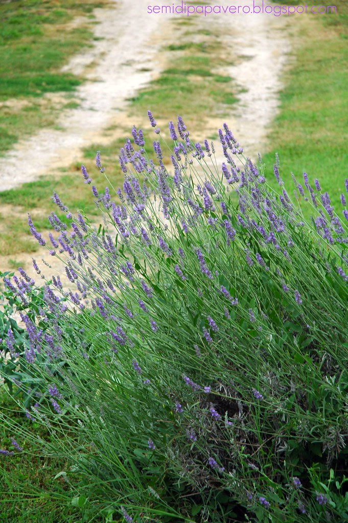 Lavanda