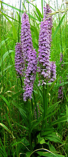 orchid flower pictures