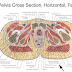Pelvic Anatomy : Female Pelvic Anatomy - Repro with Otey at University Of ... / This is pelvic anatomy laparoscopic hysterectomy by irocket on vimeo, the home for high quality videos and the people who love them.