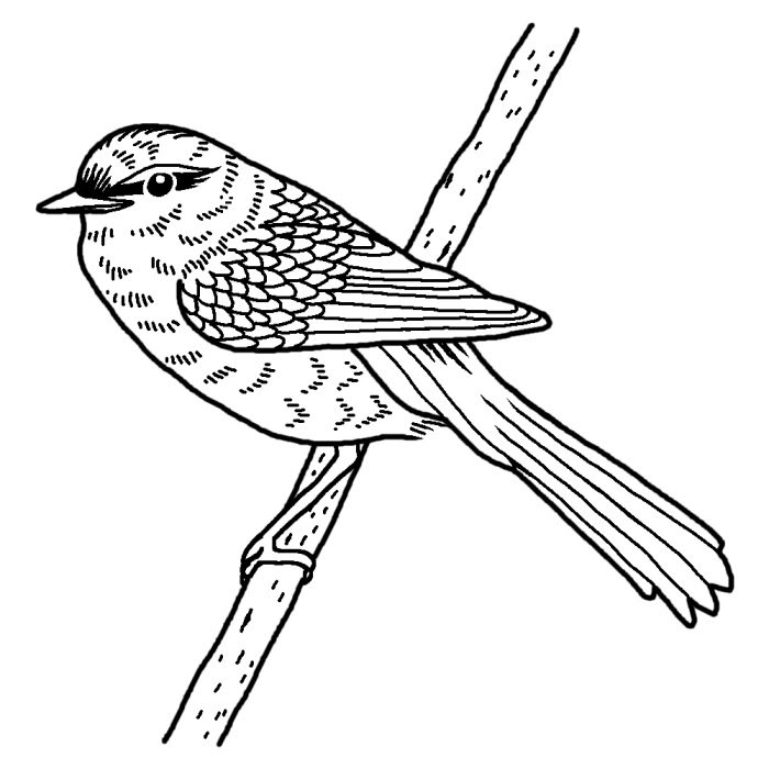 ウグイス 鶯 白黒 福岡県の鳥 都道府県の木 花 鳥イラスト素材
