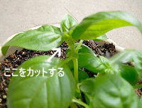 プランター菜園 ももちゃんちの野菜たち