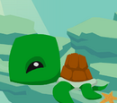 Pet Turtle