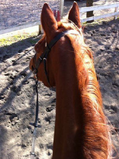 乗馬をしながら馬上から馬の写真撮影 乗馬クラブctoのここだけの話