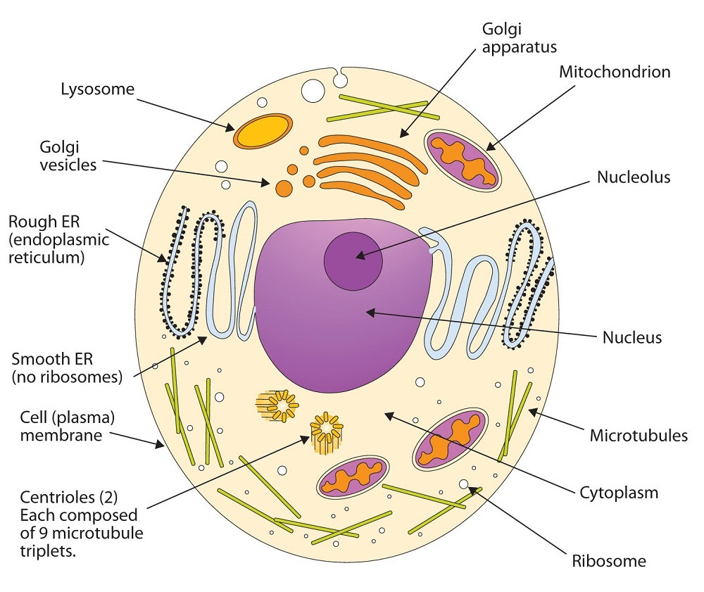 4.32 Membranes and Membrane Lipids - Chemistry LibreTexts
