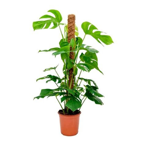 Keep them alive with these easy tips. Buy Monstera Deliciosa Plant - Swiss Cheese Plant with