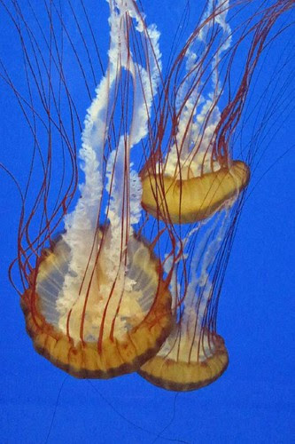 Oregon Coast Aquarium 7