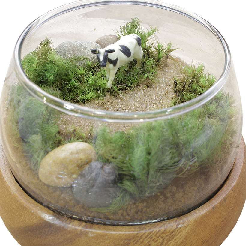 苔テラリウム 手作りキット 牛 Grace Home