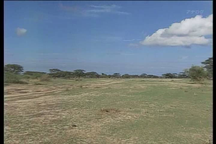 ０４ サバナ アフリカの自然と農業 雨季と乾季が明瞭なサバナ気候下に成立するサバナ地域は アフリカ大陸の実に40 を占める その中で乾燥サバナでは伝統的に ソルガムやミレットなどの雑穀栽培と牛の牧畜が盛んである 植民地時代の換金