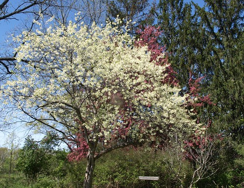 floweringtreesandbeach 026