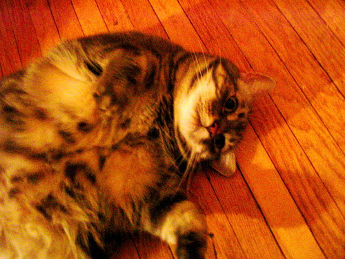cat mayor stubbs in alaska