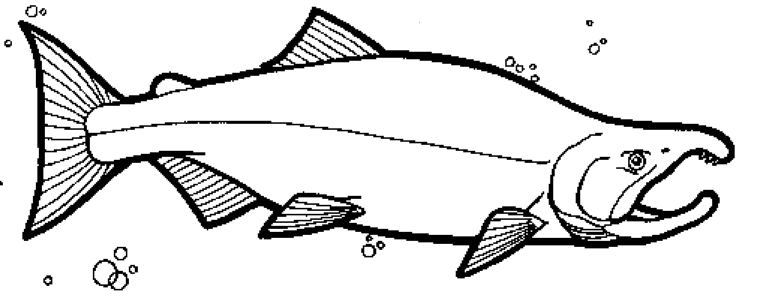 Salmon Line Drawing Free Download On Clipartmag