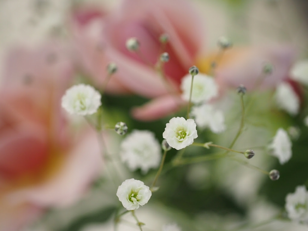 花 月 星 かすみ草