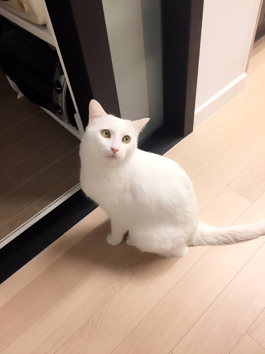 마음의 소리 마음이 마음에 김세정 마음을 웹드 들리지 손을 말이 귀를 마음으로 asurajang