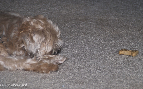 Wordless Wednesday - Bilbo and His Cookie