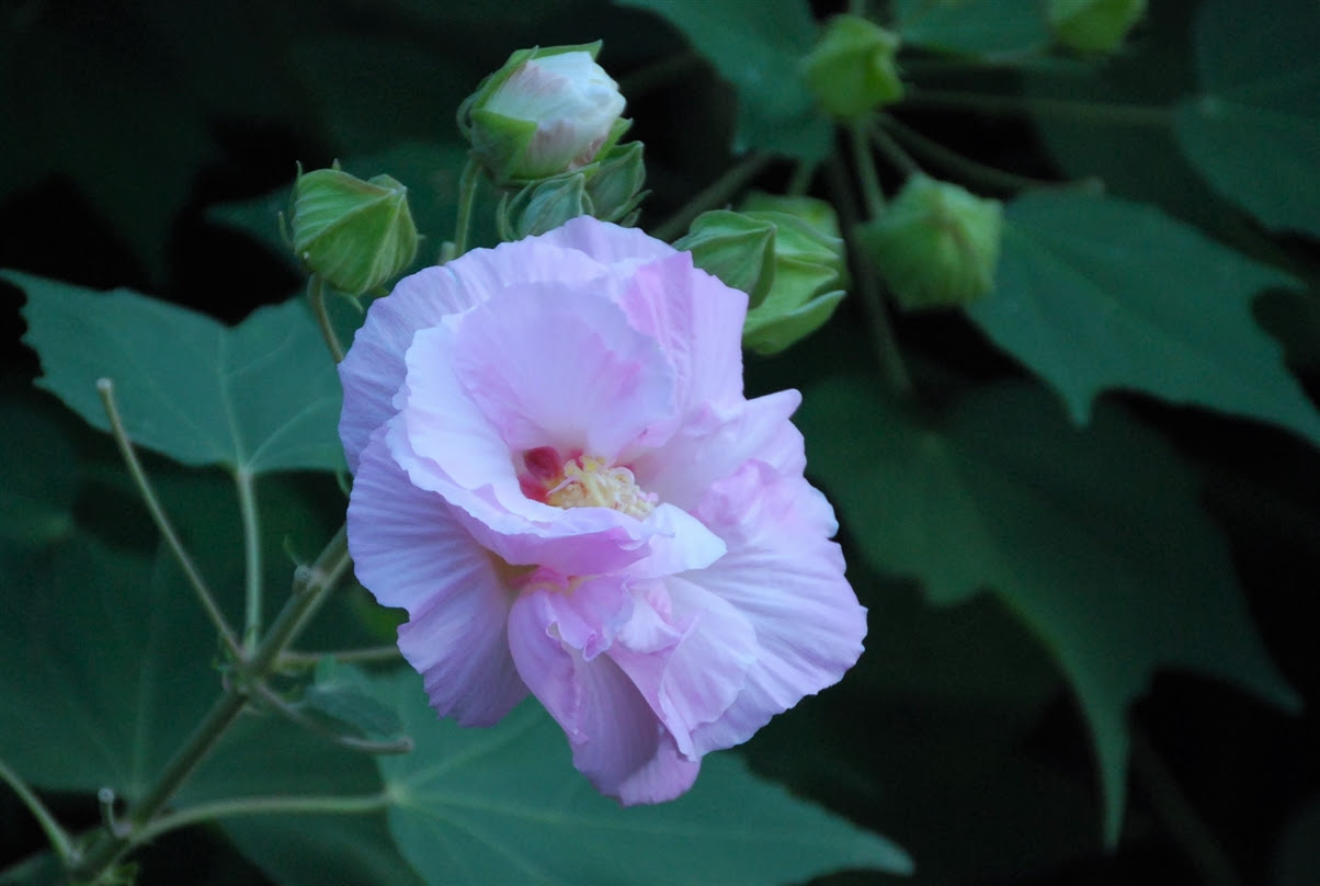 酔芙蓉 芙蓉 夜光席