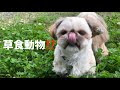 70以上 犬 草食 222596-犬 草食動物