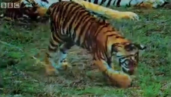 世界一身近で たくましい野生動物 猫の赤ちゃんが狩りを覚えるまで 捕食動画ナビ