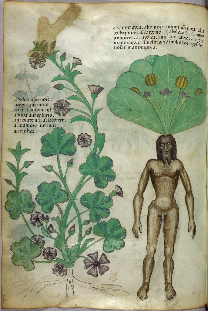 Miniature of plants, including a mandrake plant with a naked male body as the root - (Tractatus de Herbis - Sloane 4016   f. 56v)