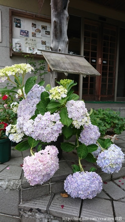 京都散策 京都避暑清涼地 大原 三千院 紅紫蘇雙淇淋並賞紫陽花 可蜜莉荋之二三事 Udn部落格