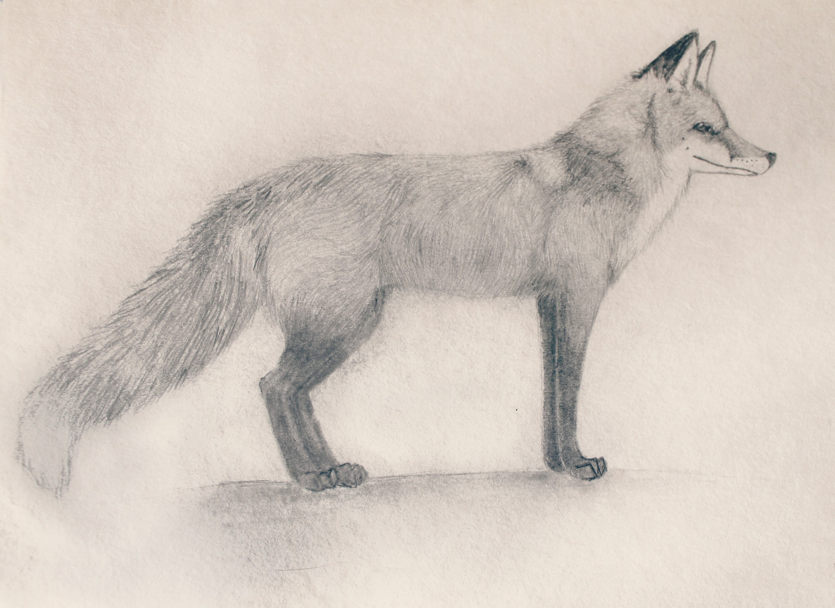 From Sketchbook to Blog My Spirit Animal Puget Sound Admission