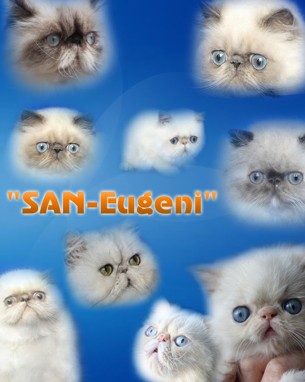 himalayan persian cats. Persian, himalayan and exotic