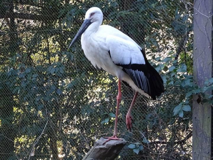コウノトリ 日本の山里 動物紹介 よこはま動物園ズーラシア公式サイト 公益財団法人 横浜市緑の協会