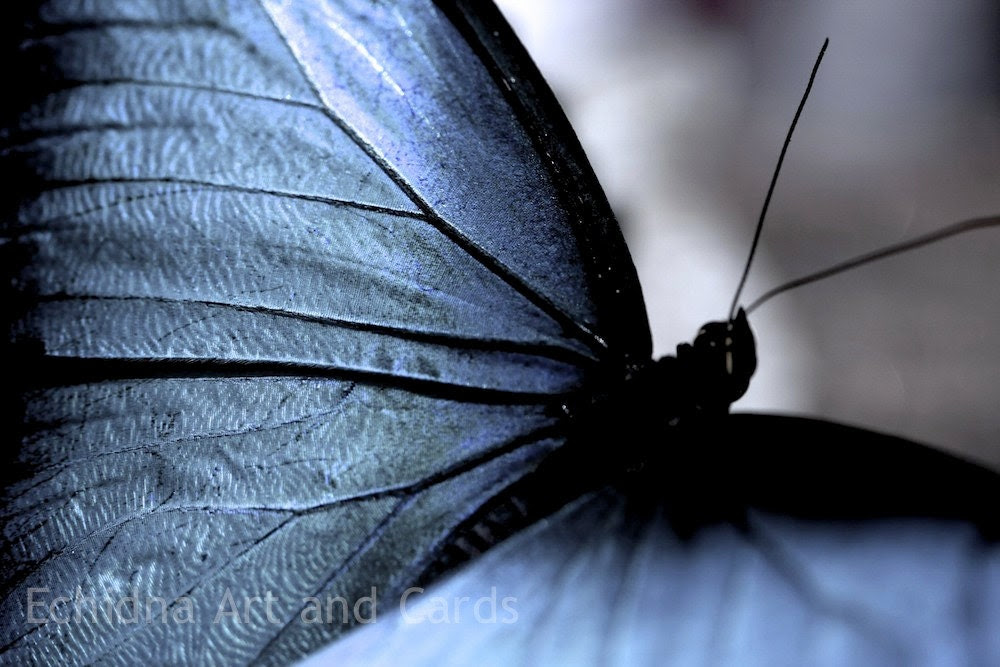 Abstract Photography, Butterfly Print for Living Room Decor, Blue Wing - EchidnaArtandCards