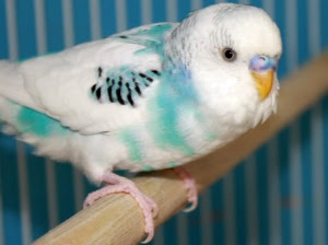 recessive pied budgie