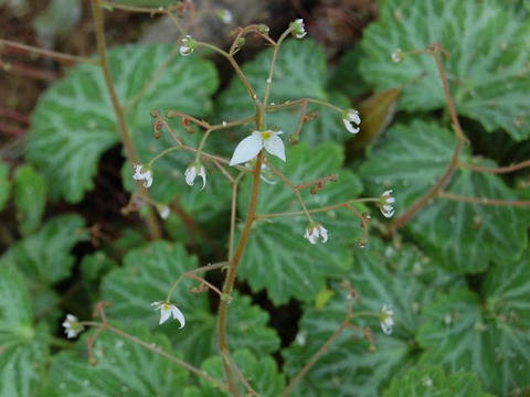 雪の下 ユキノシタ 華凛の花言葉