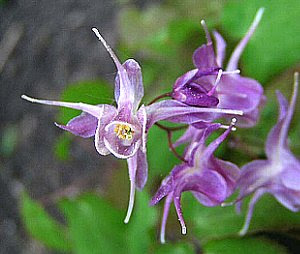 ３月１３日の誕生花は イカリソウ 366日 誕生花の辞典 誕生日の花言葉の図鑑