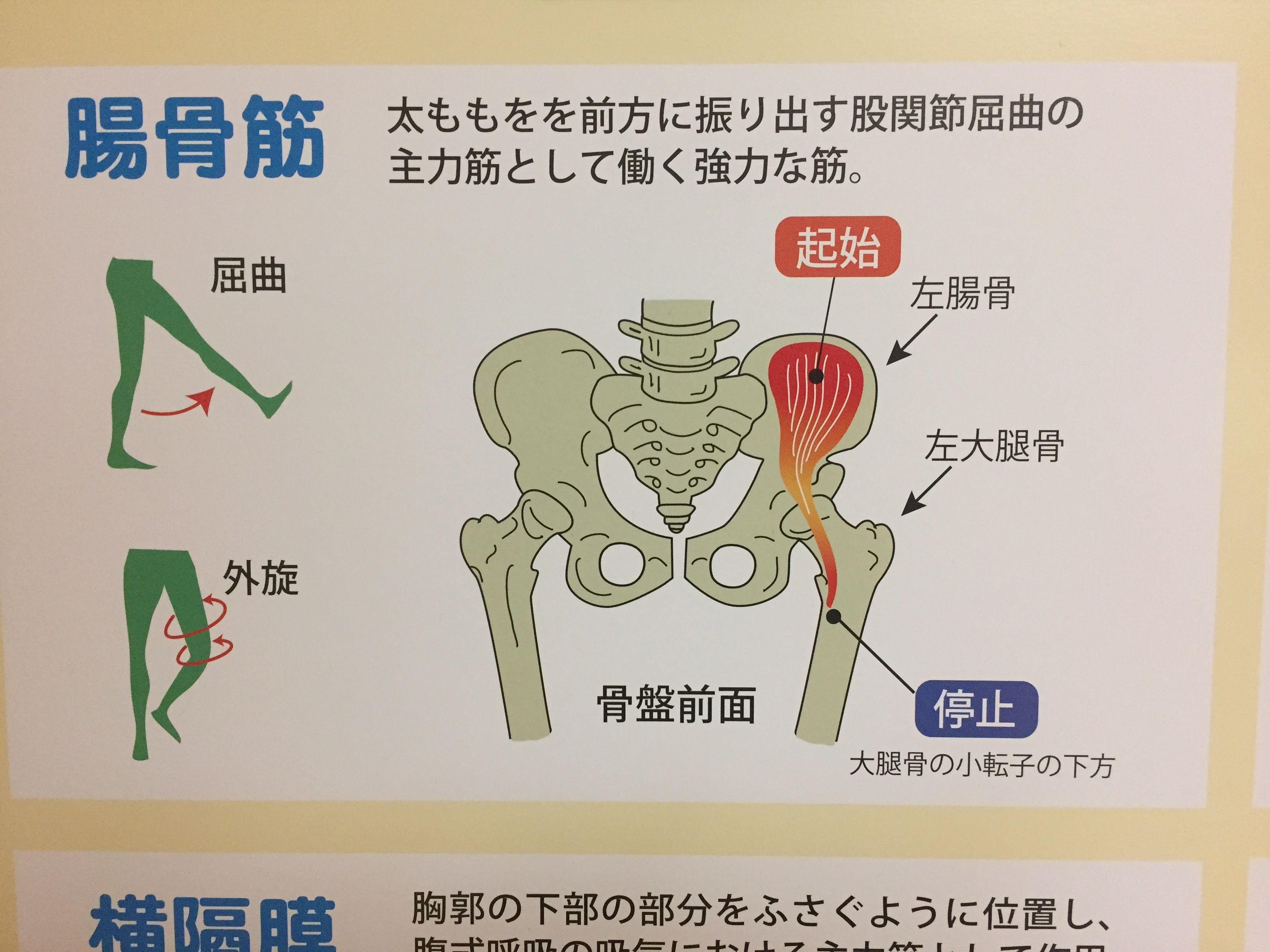 股関節の不具合 痛み 可動域が悪い 股関節が開かない 宇都宮 整体 カイロプラクティック もりばやし整体 もりばやしブログ 宇都宮市にある整体 カイロプラクティック もりばやし整体施術院
