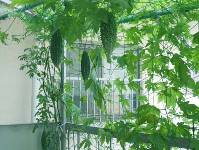 ゴーヤーのプランター栽培 摘芯で茂らせグリーンカーテンを