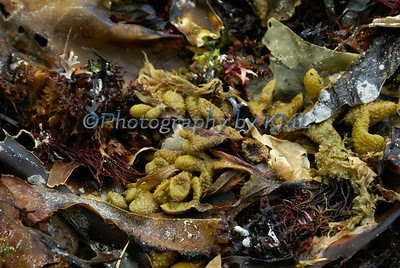different varieties wet seaweed at the ocean