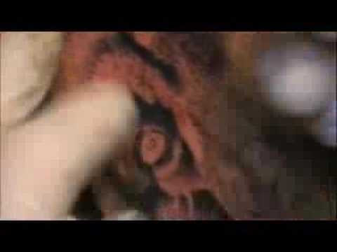 matt burns at saint tattoo using the neuma tattoo machine working on a black 