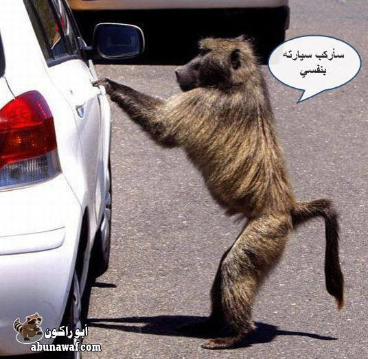 صور : فزعة مضاربات قطاوة + ساحات تفحيط حيوانات والمزيد