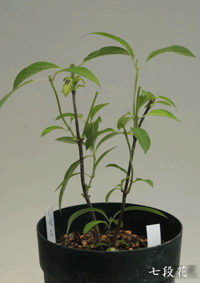 山アジサイの育て方 花後の手入れ方法 枝の剪定と挿し木