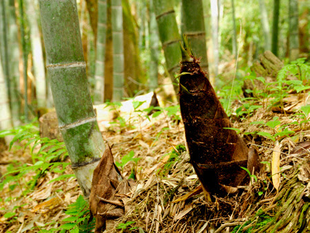 外房なび 海山まるごとまるかじり 観光たけのこ狩り