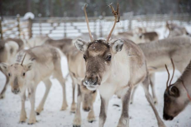 reindeer lapland finland