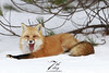 Laughing fox