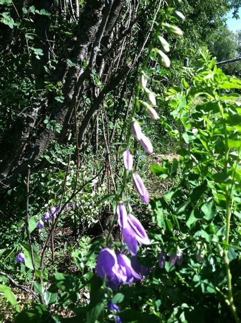 Salvia, artemisia, and autumn joy sedum could give you this look. Strange Purple Bell Shaped Flower | Flowers Forums