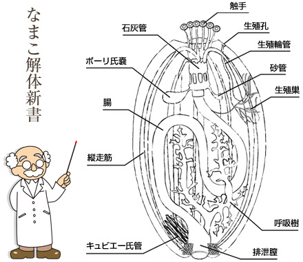 なまこの生態 能登なまこドットコム