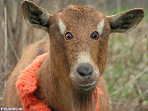 goat pictures freaking news