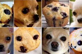 Chihuahua Or Muffin Meme: A Funny Internet Sensation