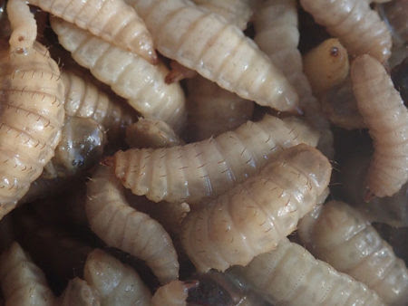 食用昆虫として有望な便所バチことアメリカミズアブを育てて食べてみた ざざむし