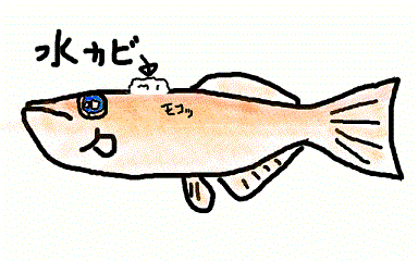 水カビ病 メダカの飼い方